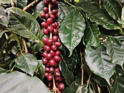 Finca Nevería