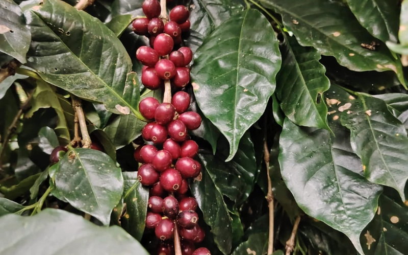 Finca Nevería