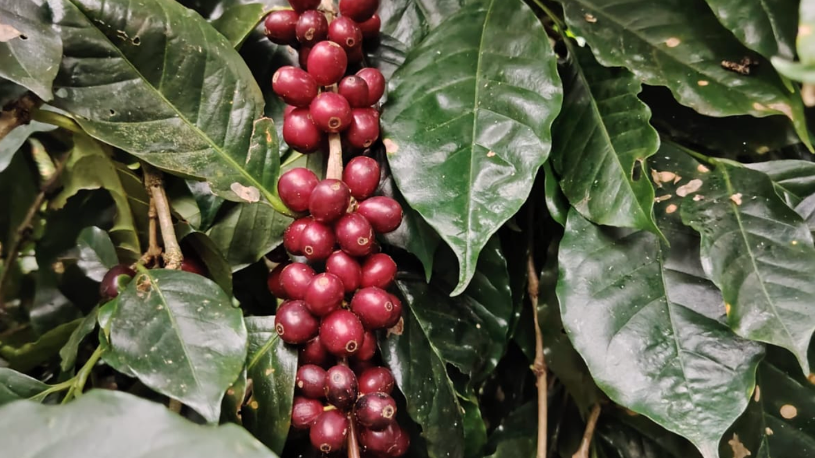 Finca Nevería