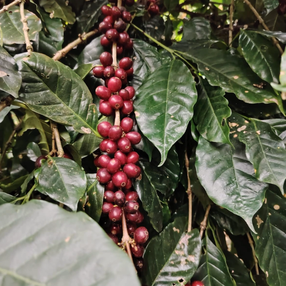 Finca Nevería