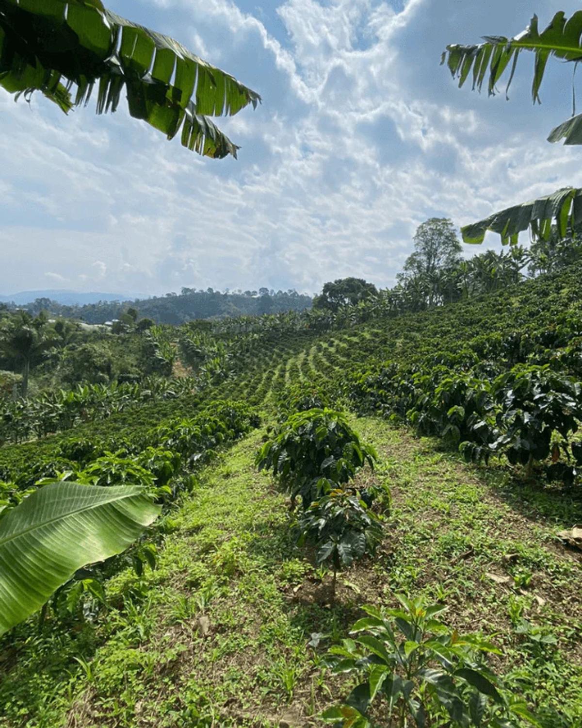 Bruselas Hierba Limón region