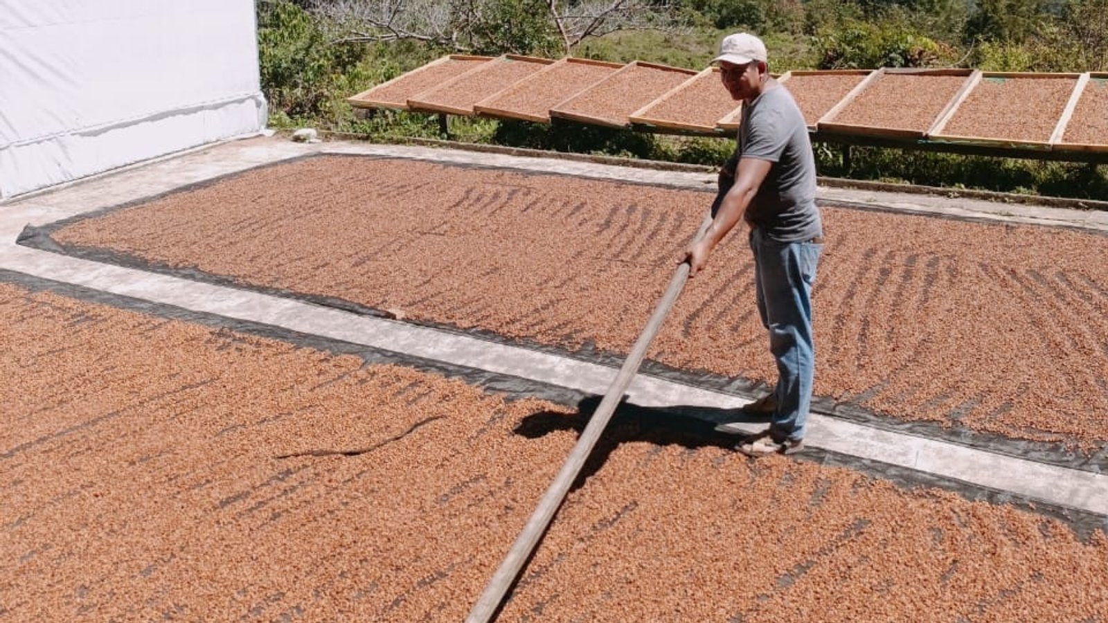 Finca Las Ranas