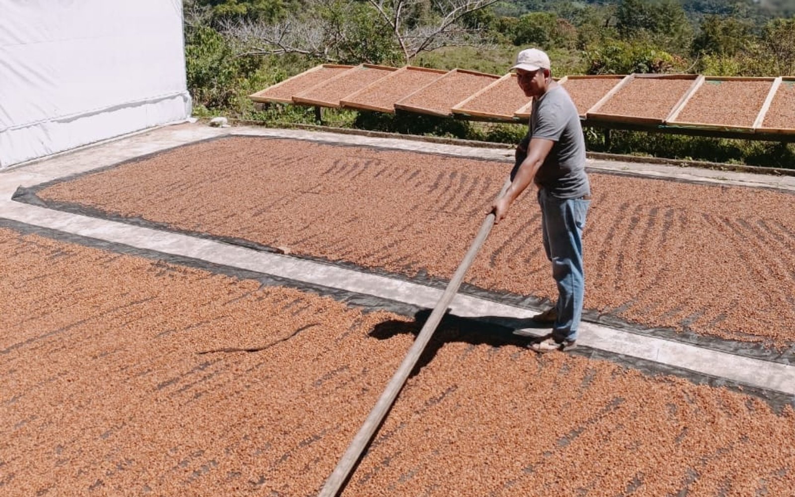 Finca Las Ranas