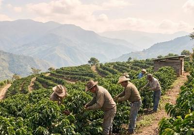 Plantation de café d'altitude sur un versant montagneux brumeux montrant des caféiers en terrasses avec des sommets en arrière-plan