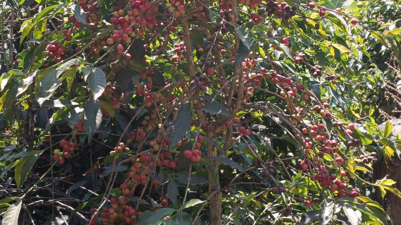 Plants de café de Finca La Herencia à Villa Guerrero, État de Mexico