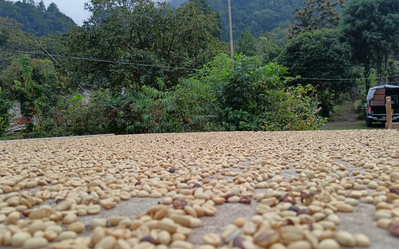 Finca El Cachichin