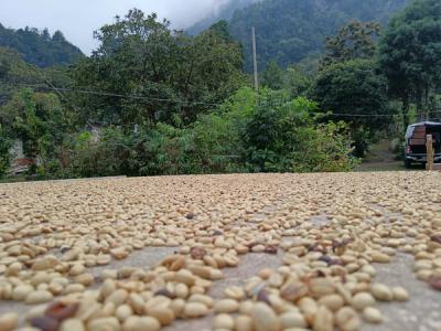 Finca El Cachichin
