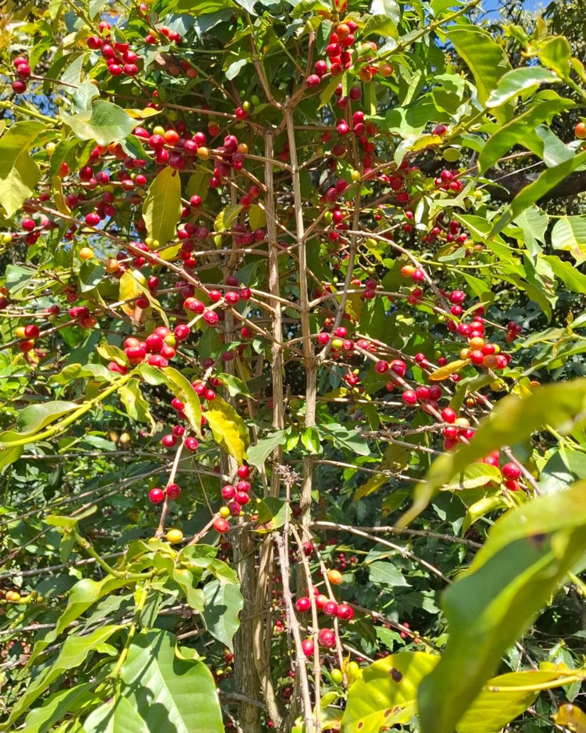 Reife Typica-Kaffeekirschen