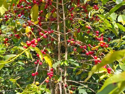 Ripe Typica coffee cherries