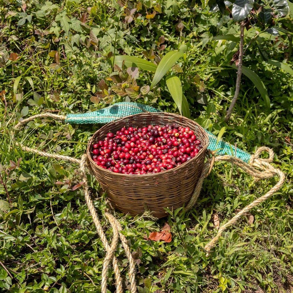 Traditional - Whole Bean Coffee