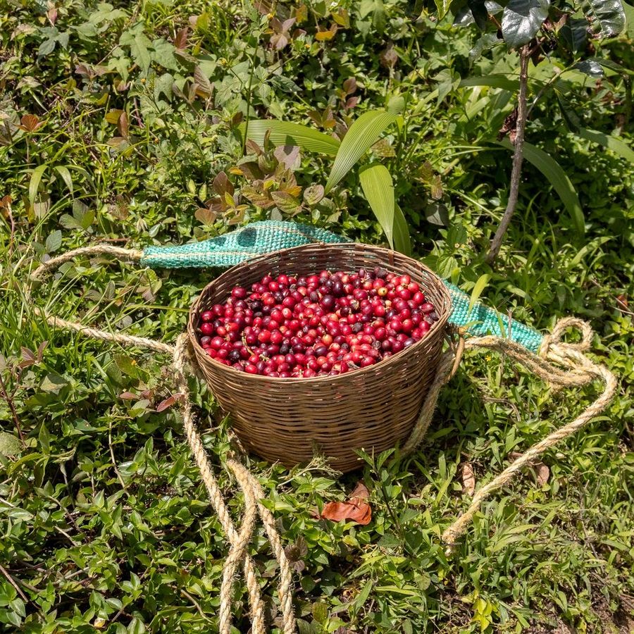 Chocolate Yajalón varietal