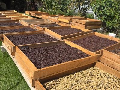 Finca La Ilusión