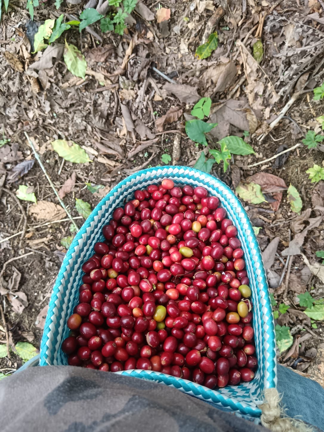 Recolección de café maduro manual