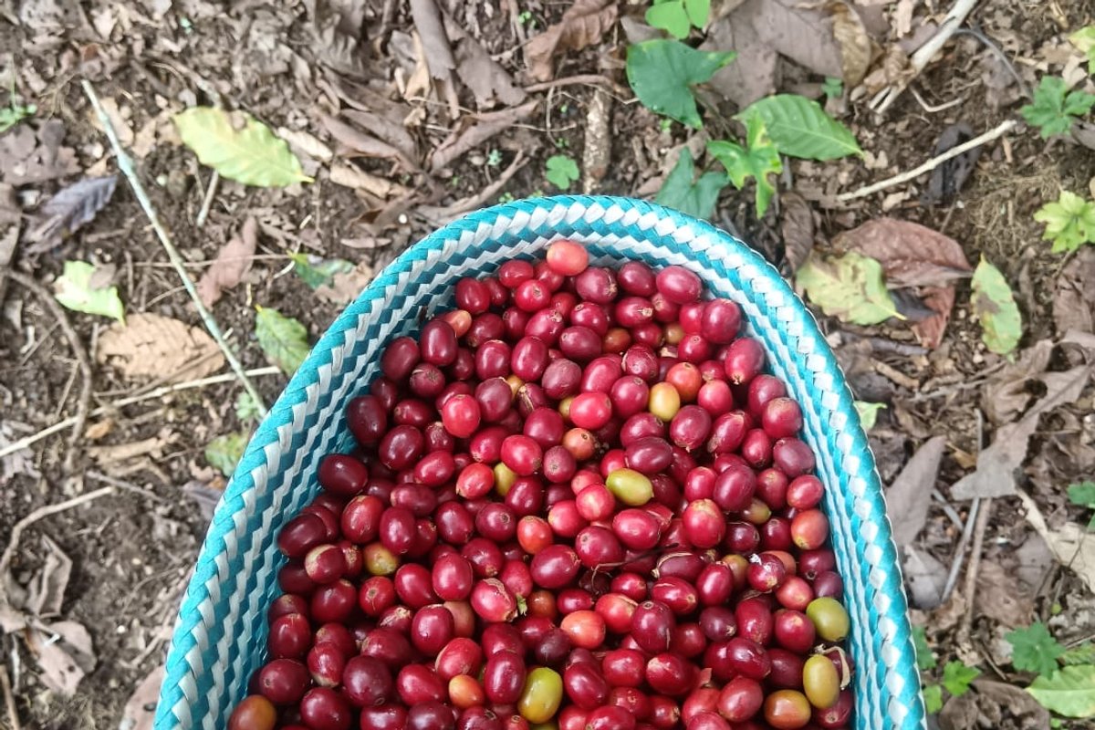 Recolección de café maduro manual