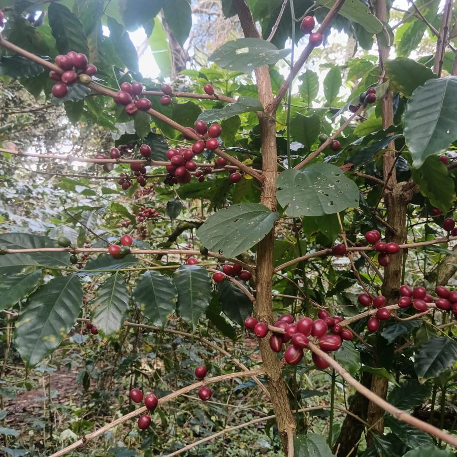 Morena Misantla varietal