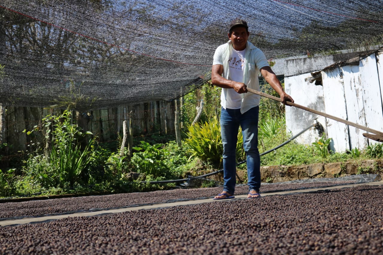 Secado del café