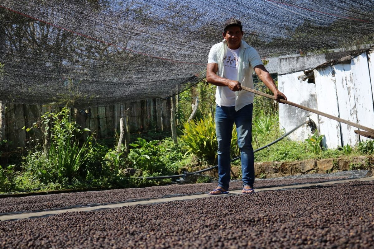 Secado del café