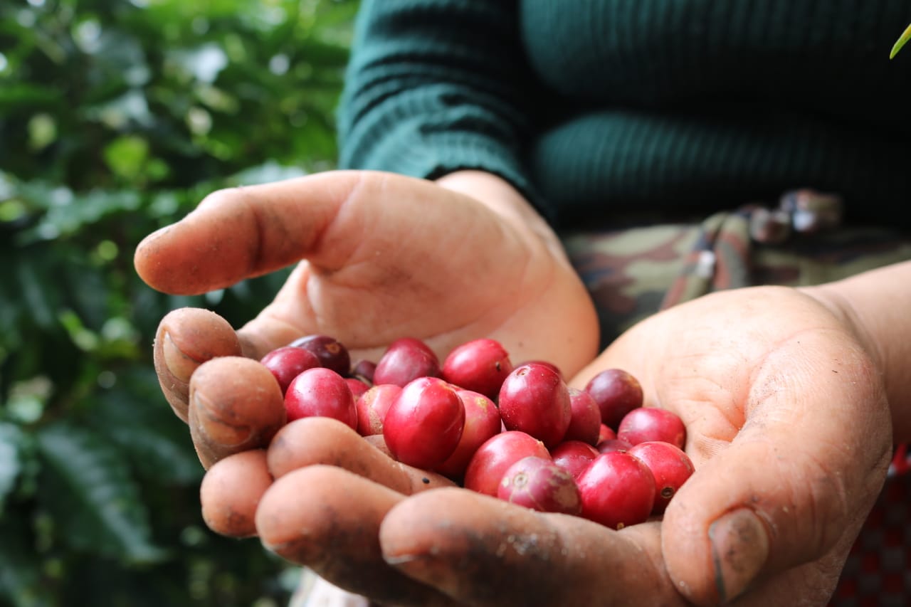 Cerezas de café maduras