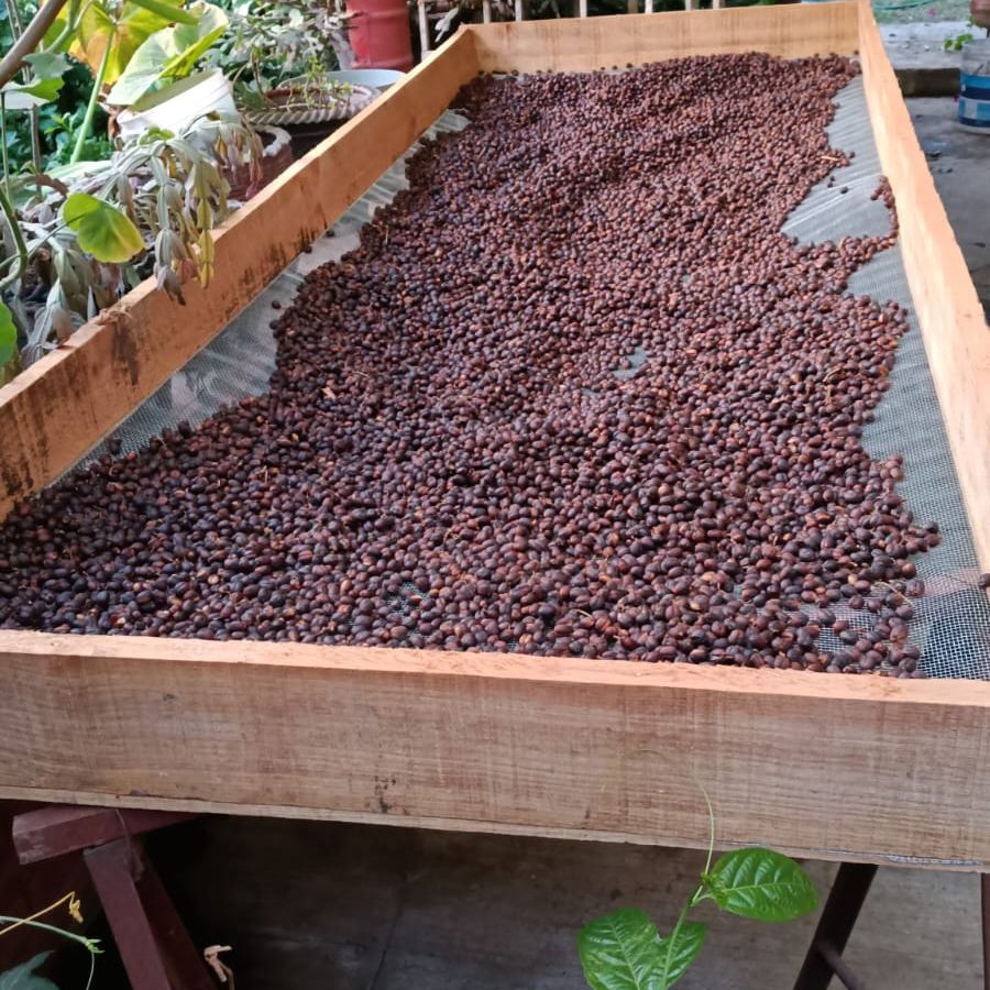 Kaffee trocknet auf einem Hochbeet