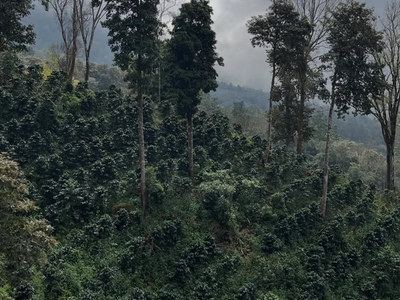 Frutas Vermelhas de Yajalón