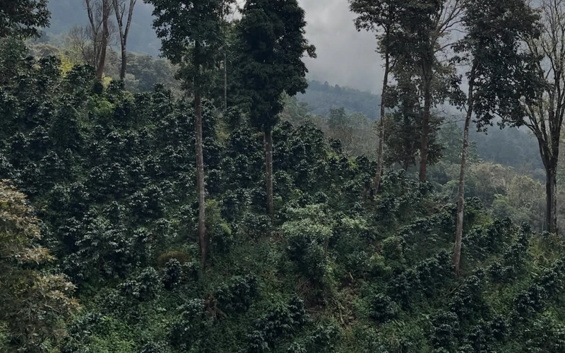 Frutos Rojos de Yajalón region