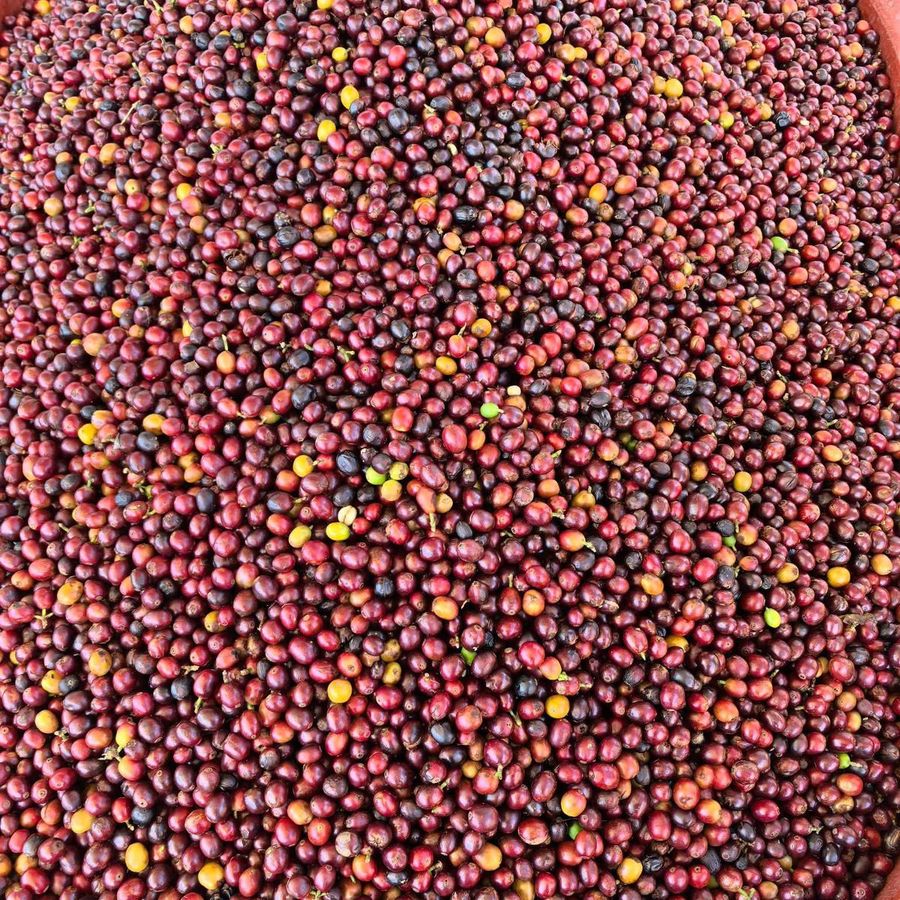Caramelo Nayarit varietal