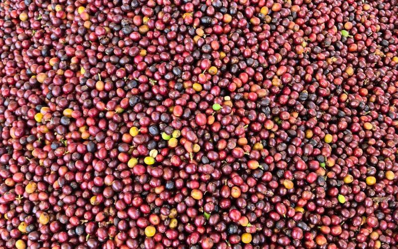 Nayarit Caramel varietal