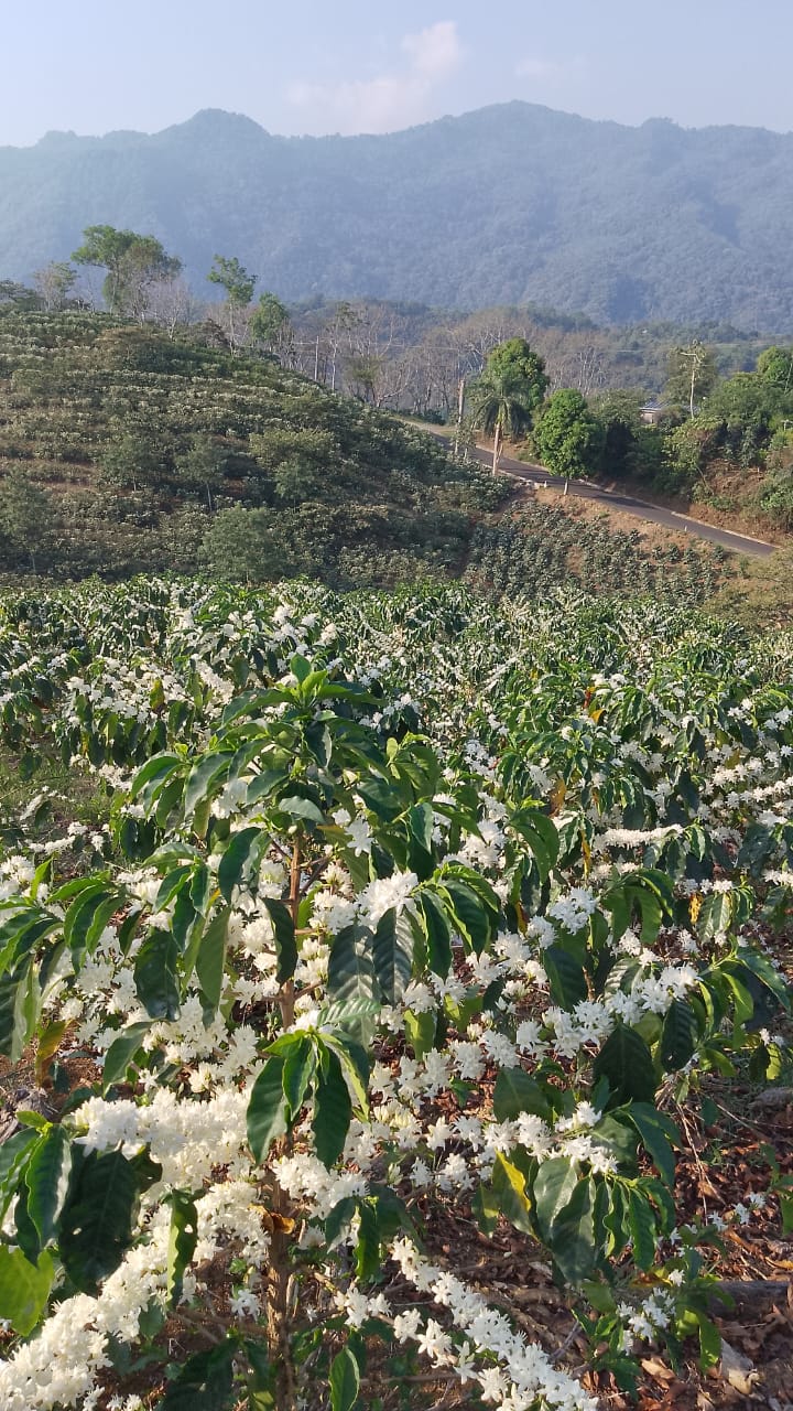Campo de cultivo de café