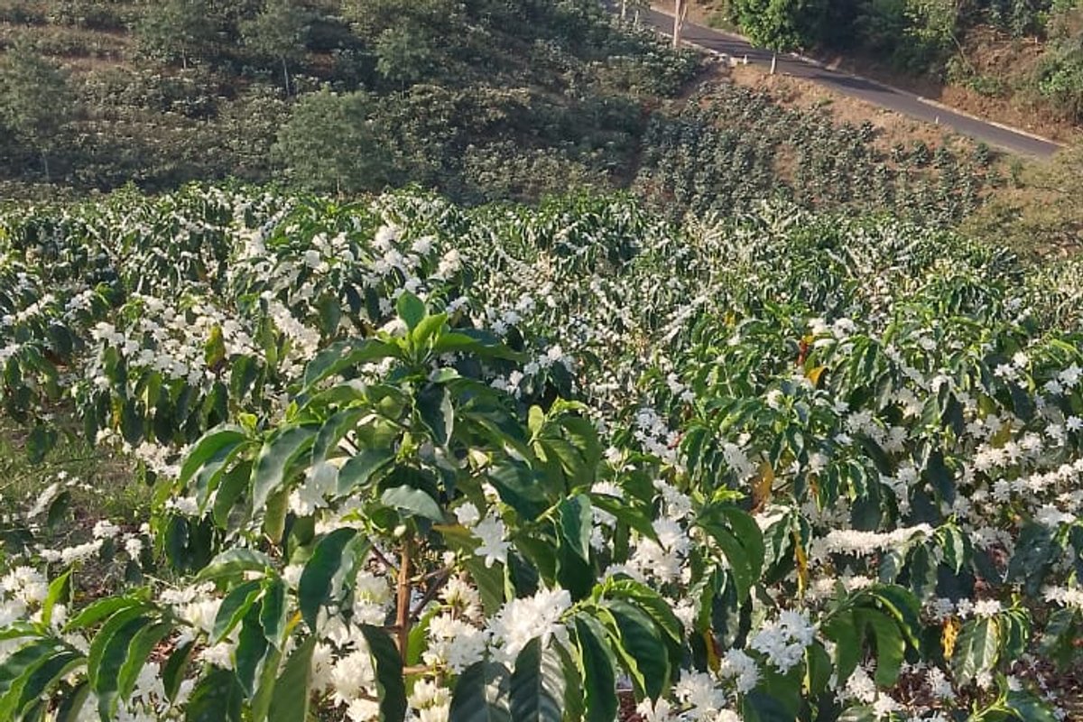 Campo de cultivo de café