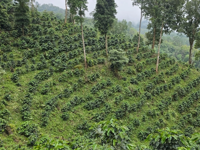 Vinho Tinto de Yajalón