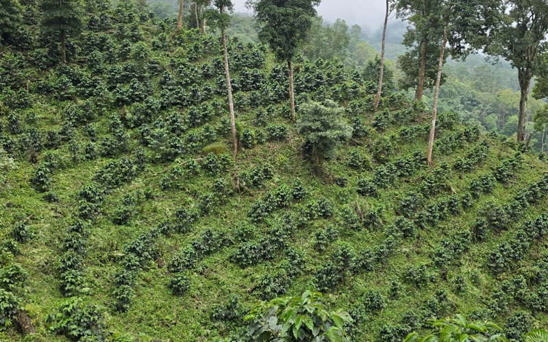 Vinho Tinto de Yajalón region