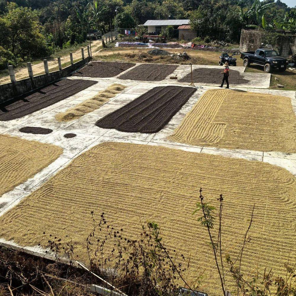 Finca Kalid
