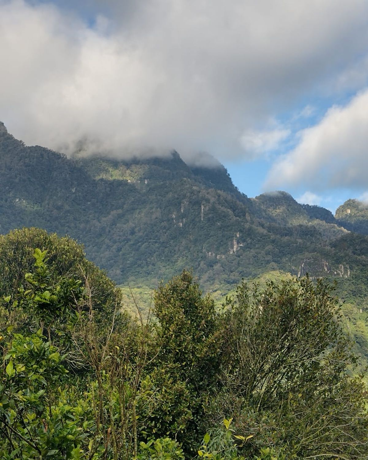 Morena Misantla region