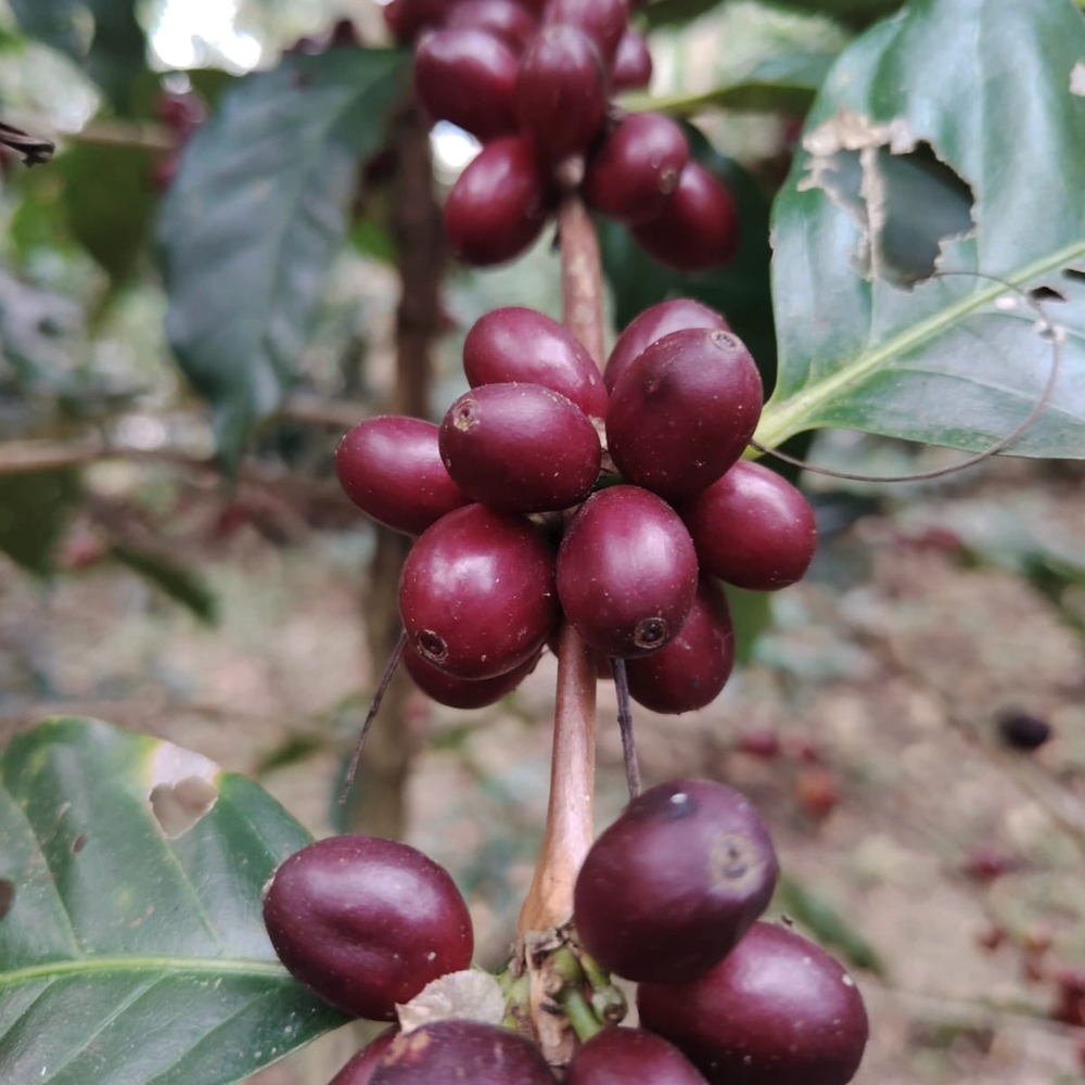 Experimental - Whole Bean Coffee