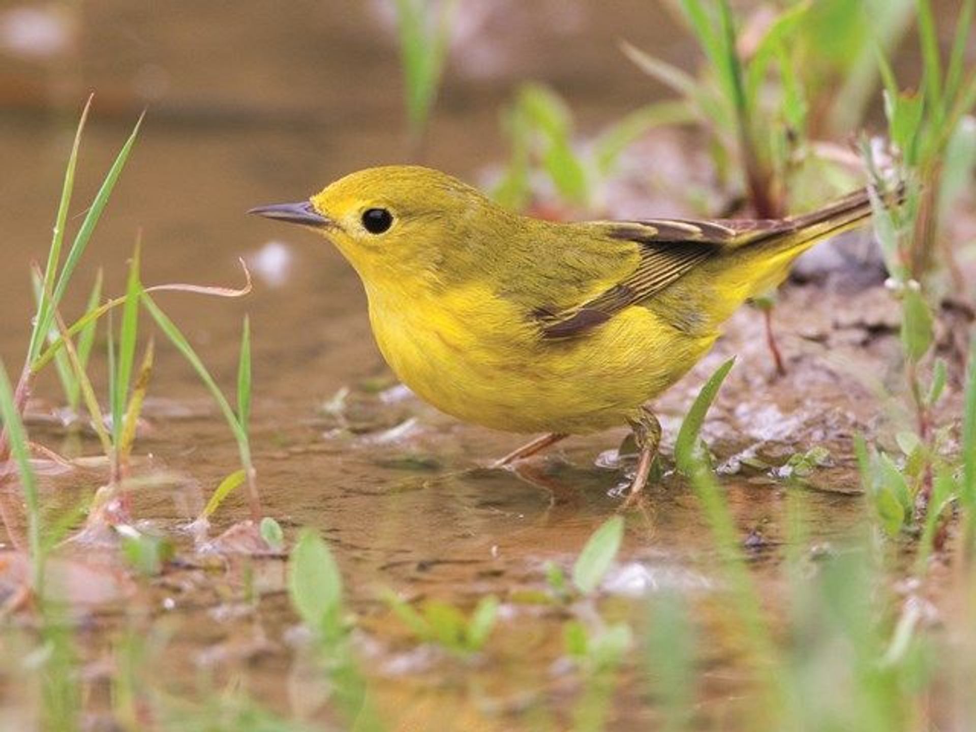 A bird getting a bath in the water