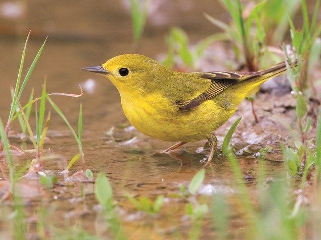 A bird getting a bath in the water