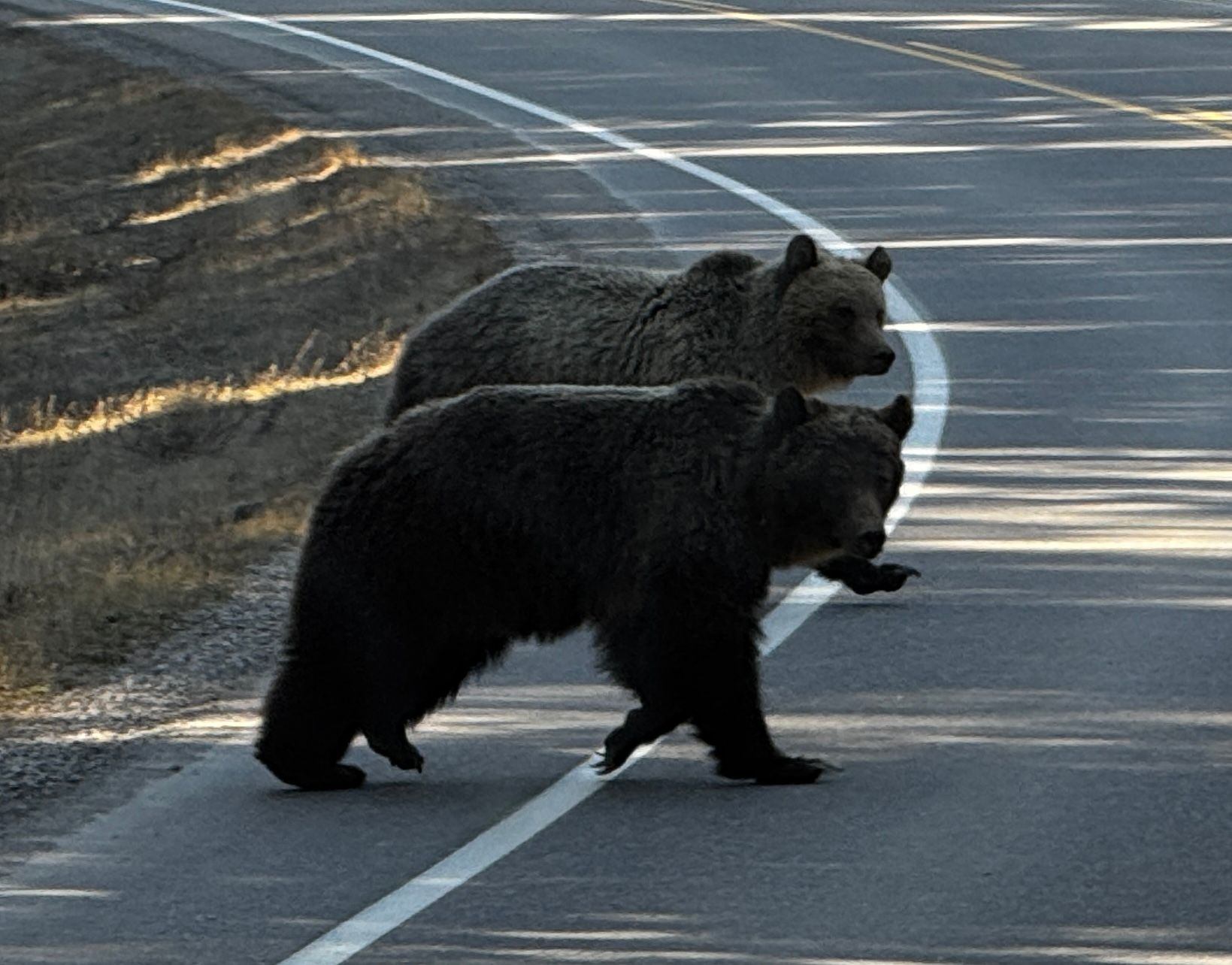Two bears crossing the road during the Wildlife tours