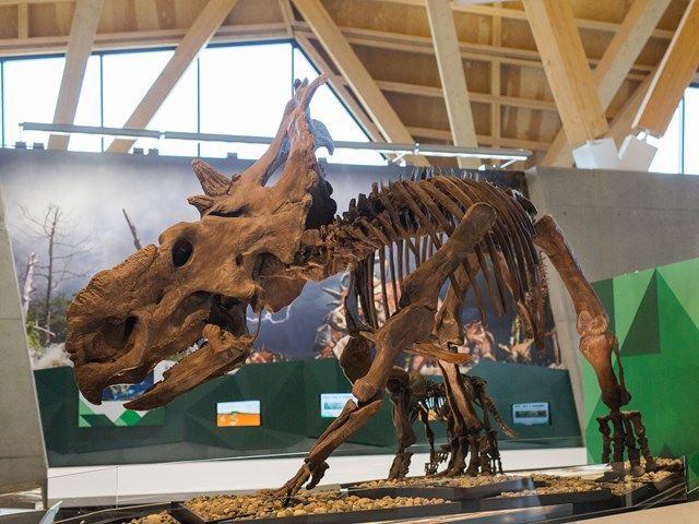 A fossil display of a Triceratops.