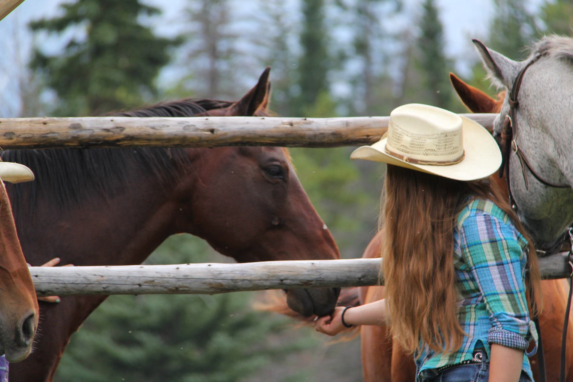 A girl feeding a horse