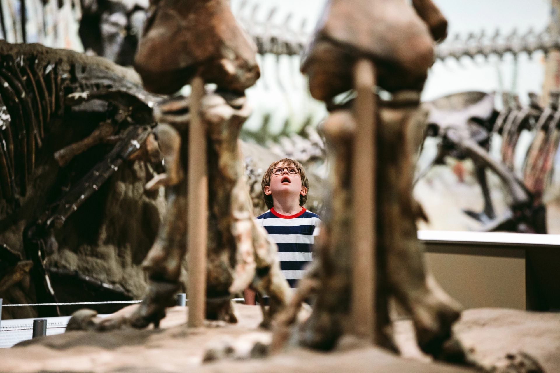 A child / boy looking at dinosaur fossils at the Royal Tyrrell Museum.