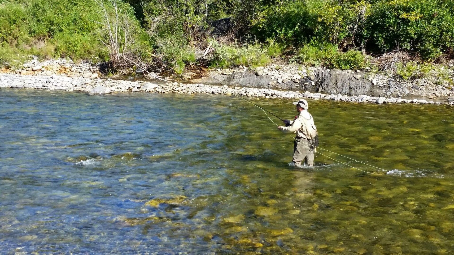 A man fly fishes in Alberta's Bow River.
