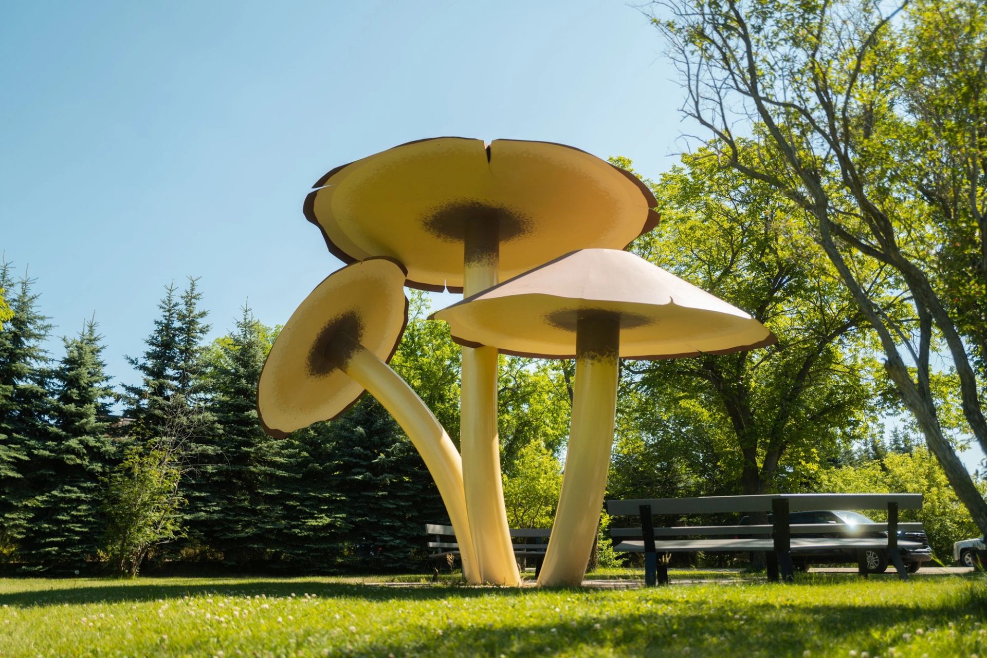 World's Largest Mushrooms.