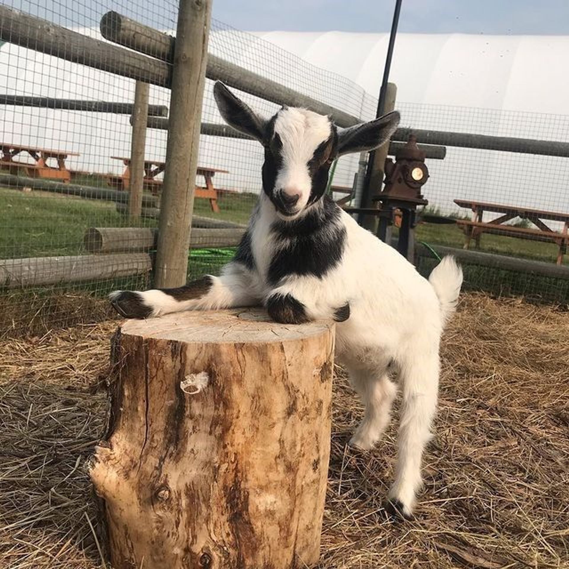 Goat standing on a tree stump at the petting zoo, looking playful and curious.