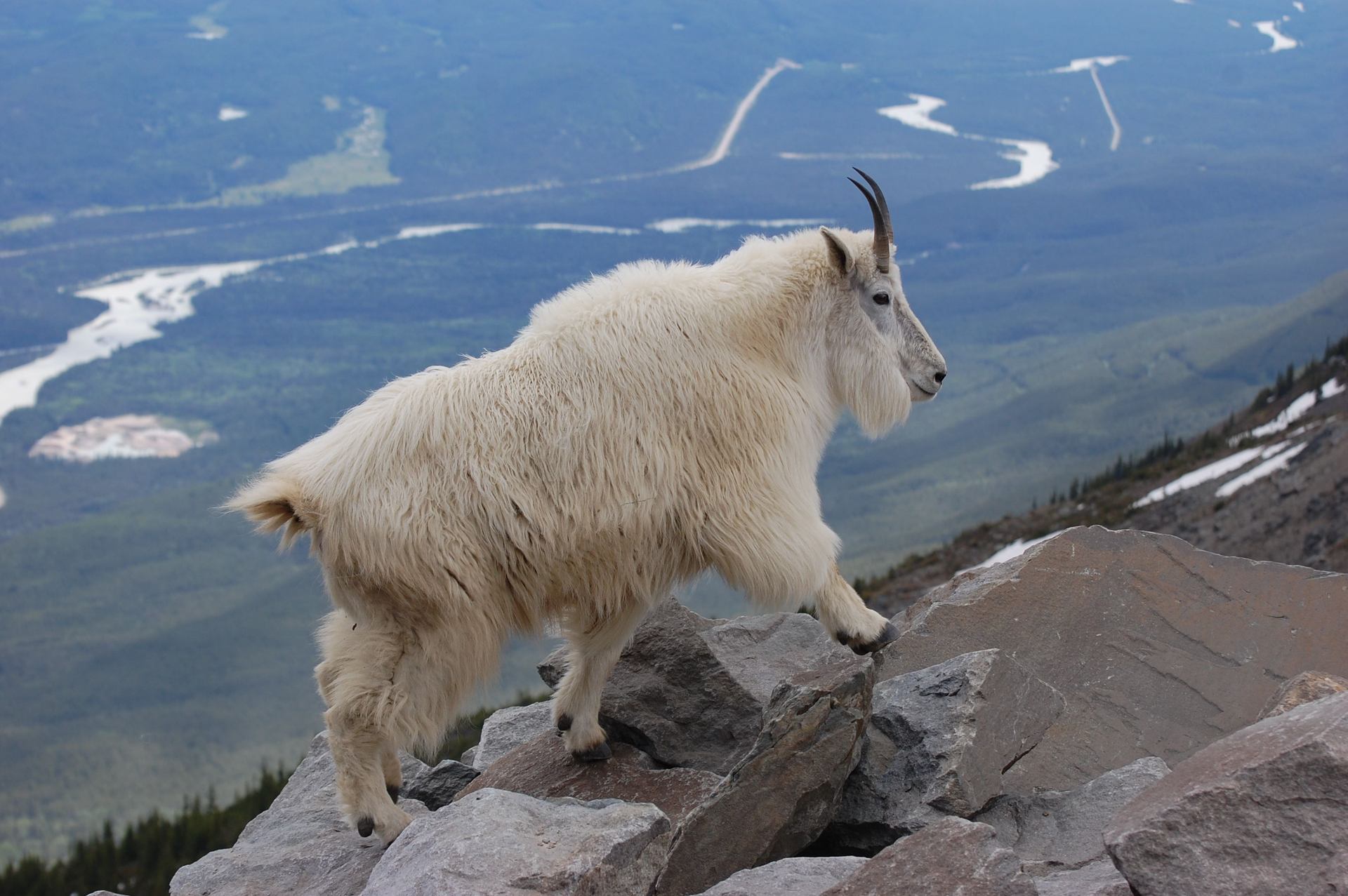 A mountain goat