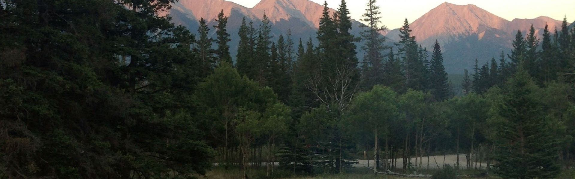 Treed area at the campground.
