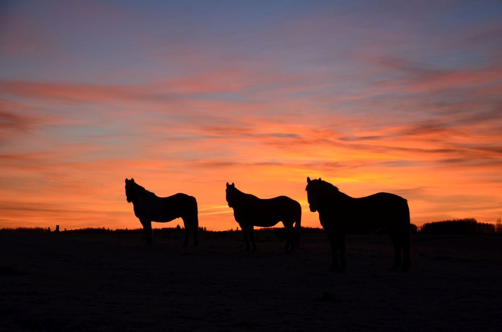 Three horses with a sunset behind them
