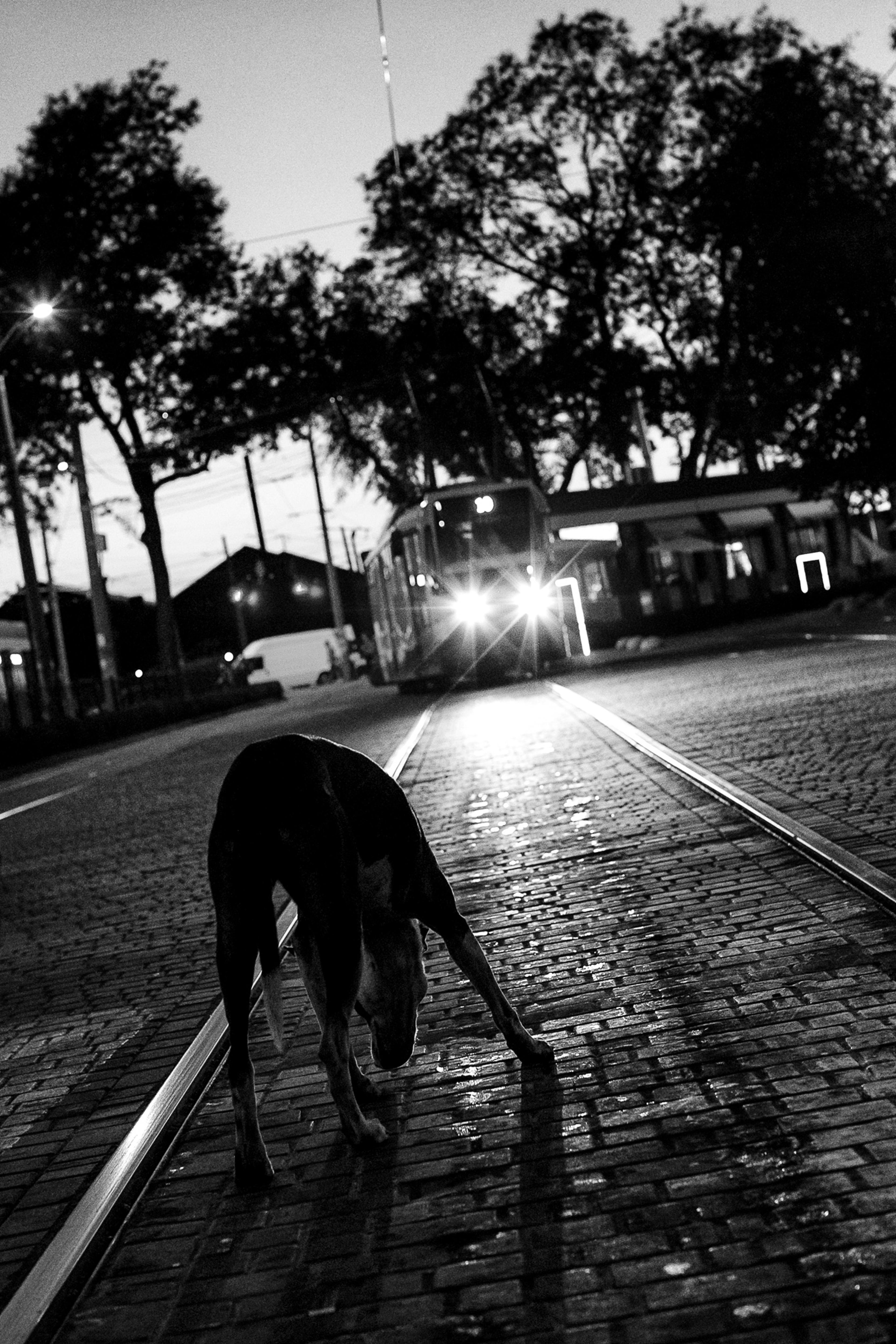 20170915-andriimur-stray-dog-odessa-ukraine_web.jpg