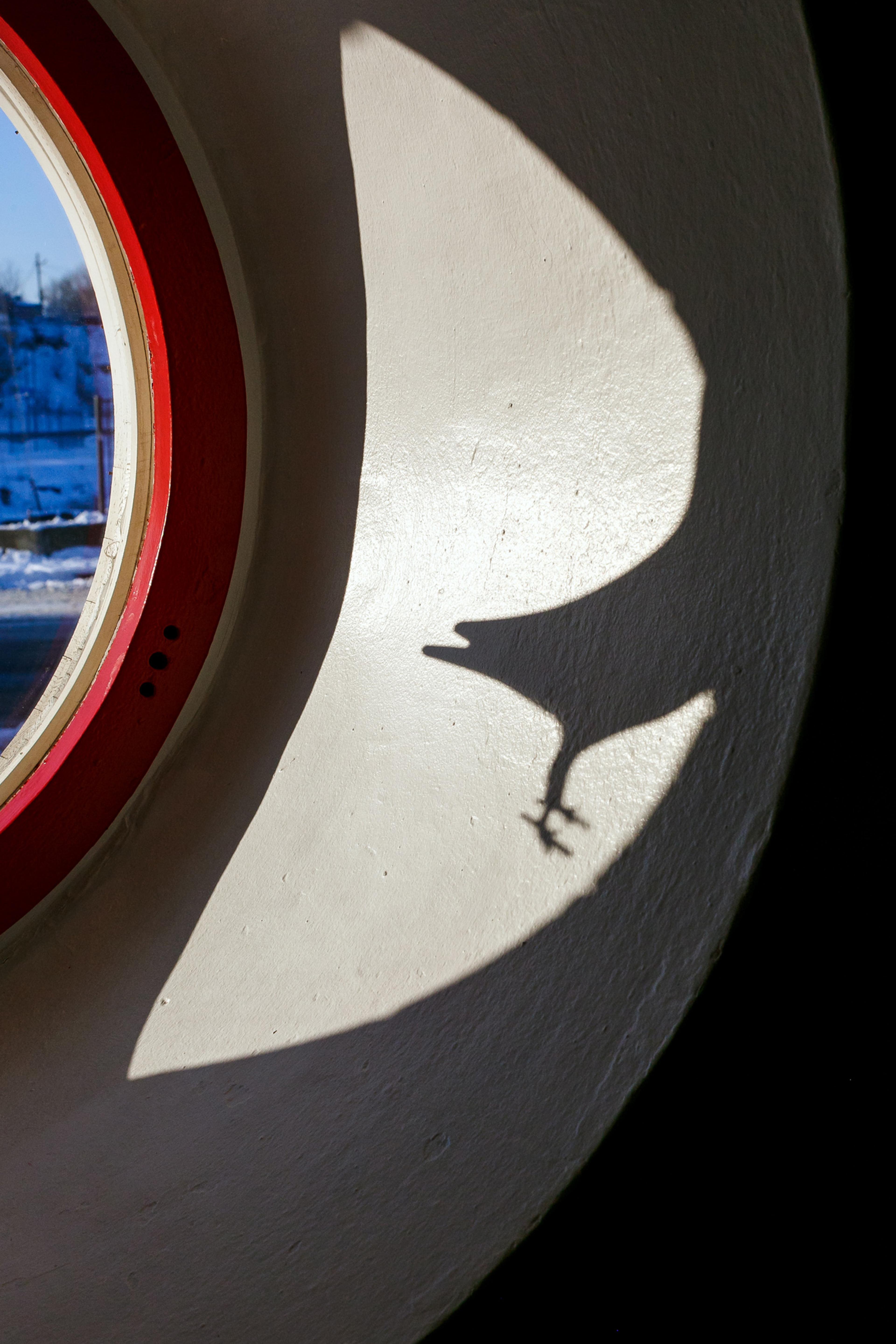 20180209-andriimur-birdy-tallinn-estonia_web.jpg