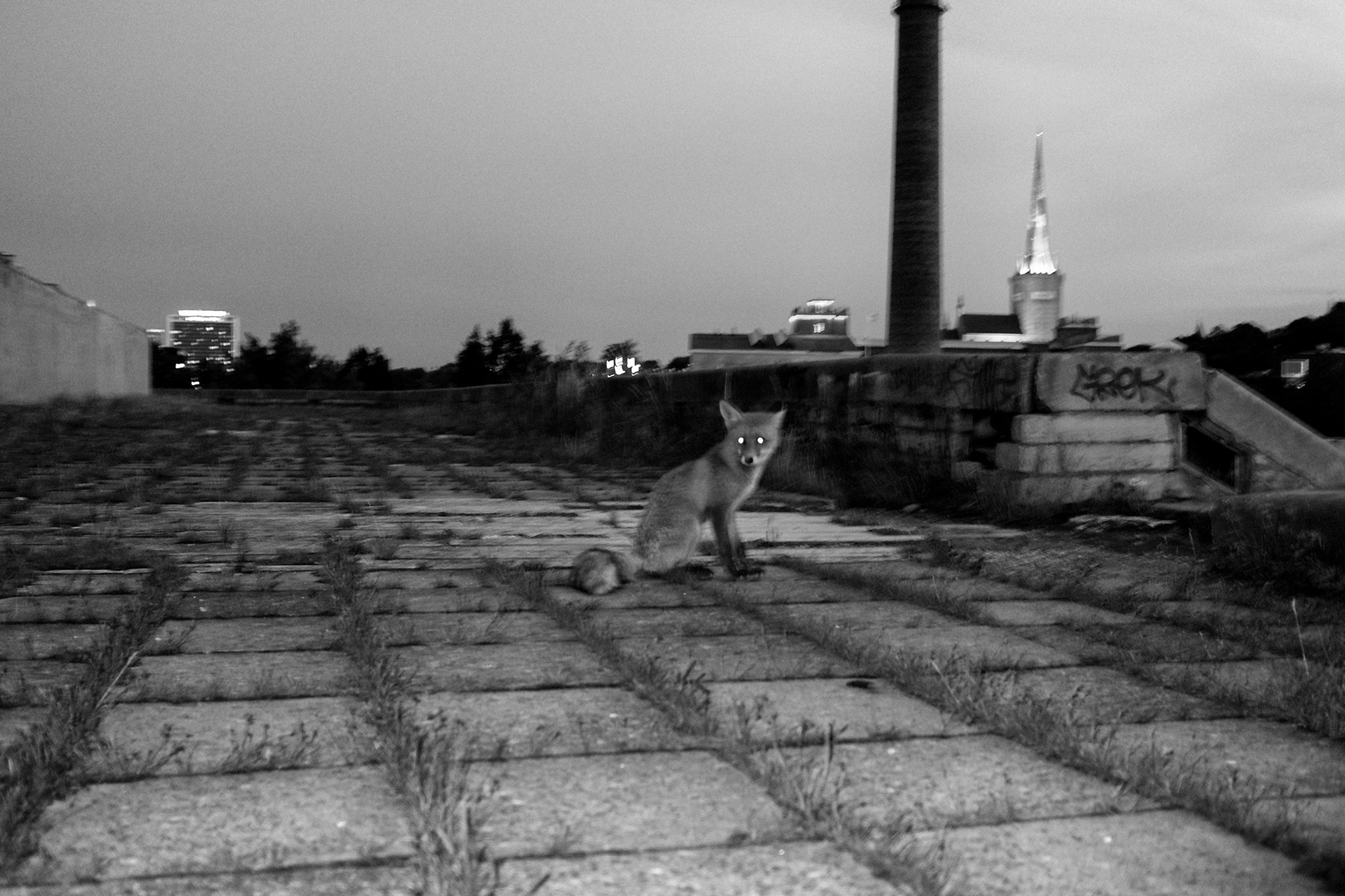 14_20190908-andriimur-fox-tallinn-estonia_web.jpg