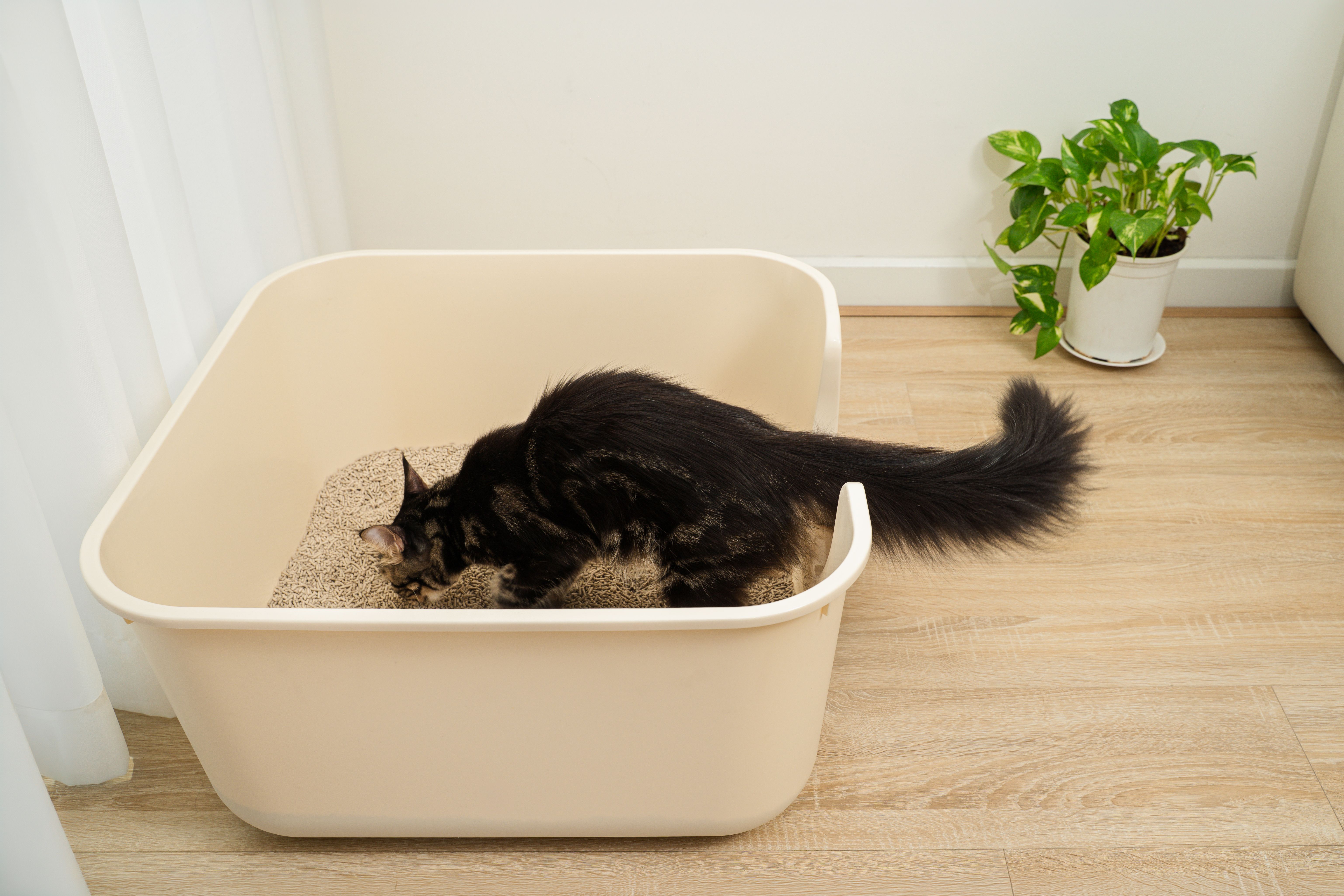VAPO CAT (CÁT XƠ DỪA & CÁT ĐẬU NÀNH)